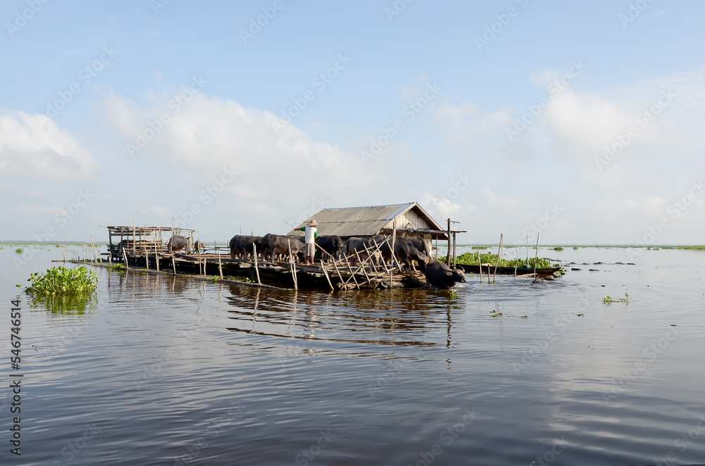 Swamp Buffalo Farm which is above the waters and the photo was taken during the day with the blue sky and green aquatic plants