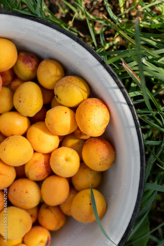 Fresh apricots in white bowl Fresh apricots in white bowl