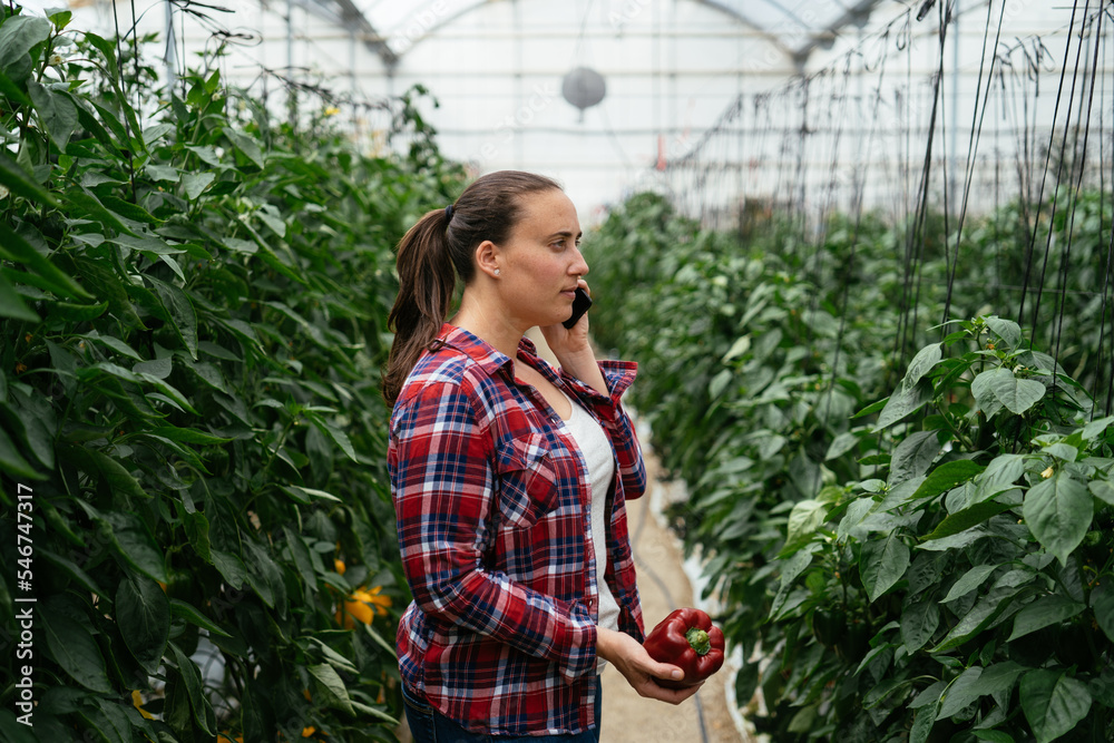 Female farmer talking on smartphone in greenhouse Female farmer talking on smartphone in greenhouse