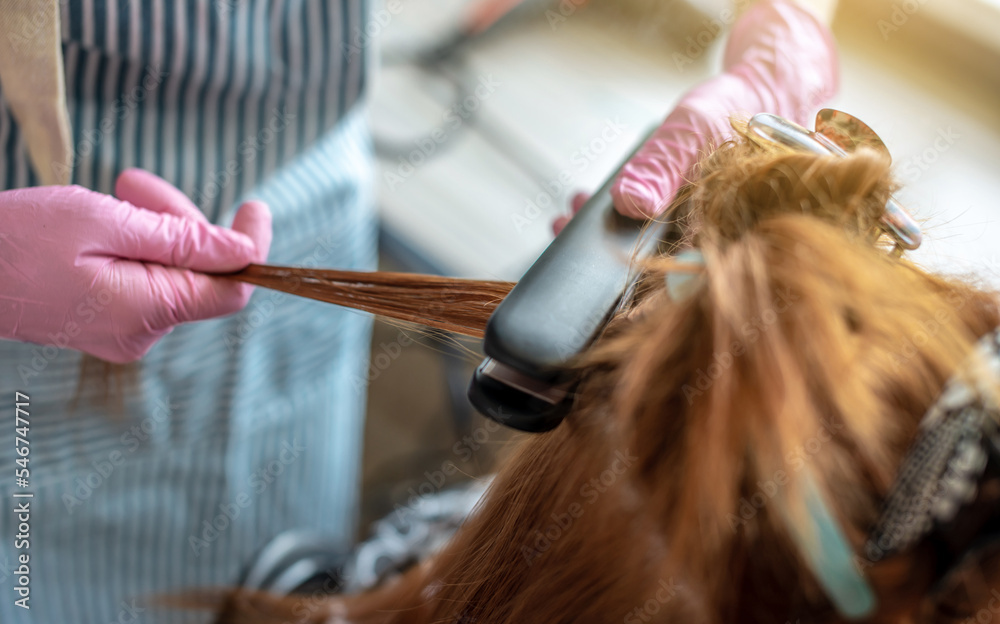 Naklejka premium Master is running a iron through the client's hair for keratin straightening. Process of hair care procedures in the salon or at home