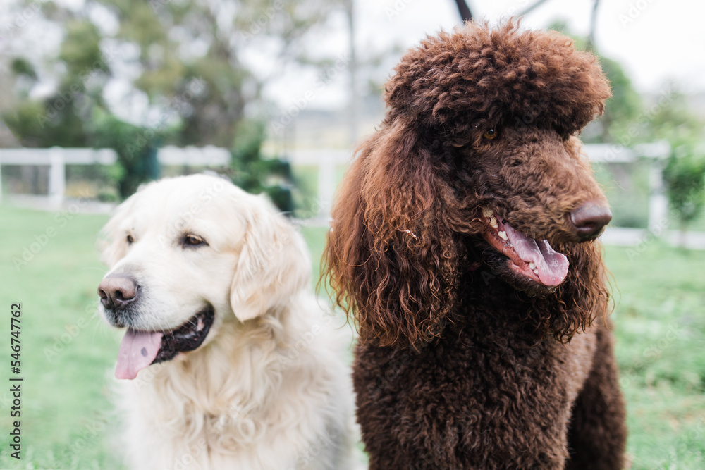 poodle and golden retriever standing together poodle and golden retriever standing together