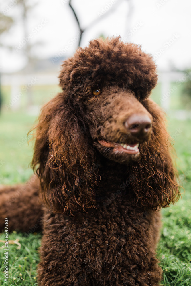 Close up of Chocolate standard poodle laying down Close up of Chocolate standard poodle laying down