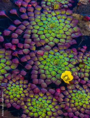 Mosaic Plant (Ludwigia sedioides) photo