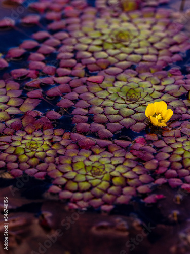 Mosaic Plant (Ludwigia sedioides) photo