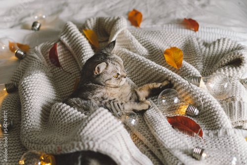 Fototapeta Naklejka Na Ścianę i Meble -  A cute cat on a soft sweater on a bed with decorative garland. Autumn or winter concepts. Hygge concept.