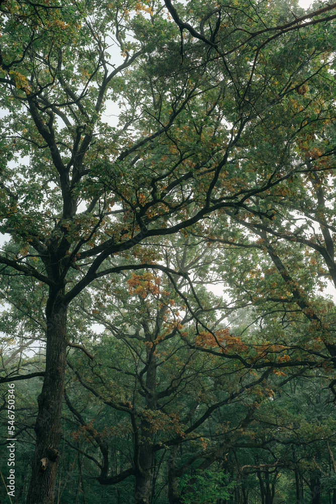 Plexus of tree branches in the autumn forest Plexus of tree branches in the autumn forest
