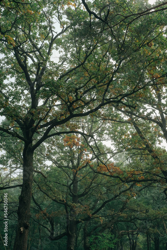 Plexus of tree branches in the autumn forest