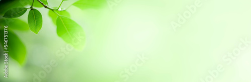 Daylight Nature Abstract background nature of green leaf on blurred greenery background in garden. Natural green leaves plants used as spring background cover page greenery lime green wallpape