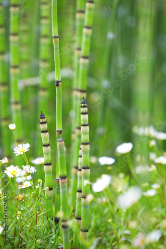 Snakegrass Horsetail plant photo