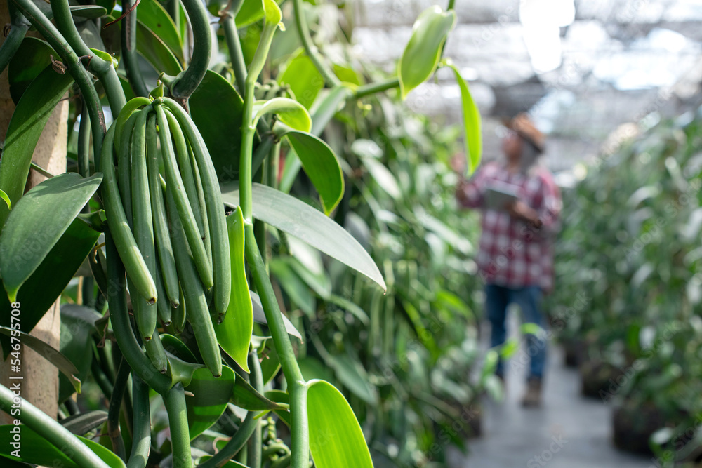 Obraz premium Vanilla plant green pods on plantation, ripe and ready to harvest, farmers walk to check in the plantation in blurred background