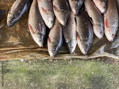 Close up view fresh fish selling in a small shop
 photo