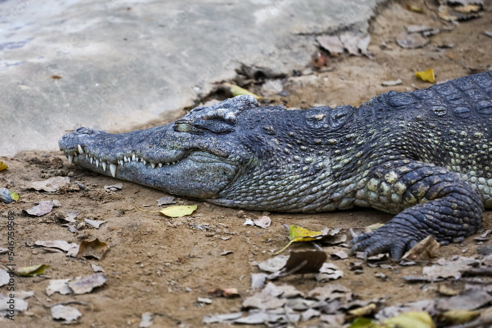 Naklejka premium Close up crocodile head in garden