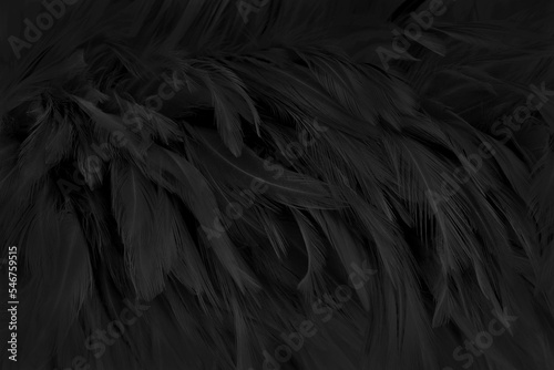 Beautiful black grey bird feathers pattern texture background. © Nattha99