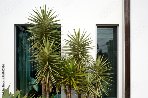 Planted palm tree against white villa