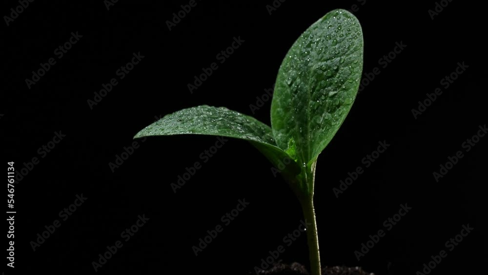 Zucchini sprout in drops of water on a black background. Zucchini sprout in drops of water on a black background.