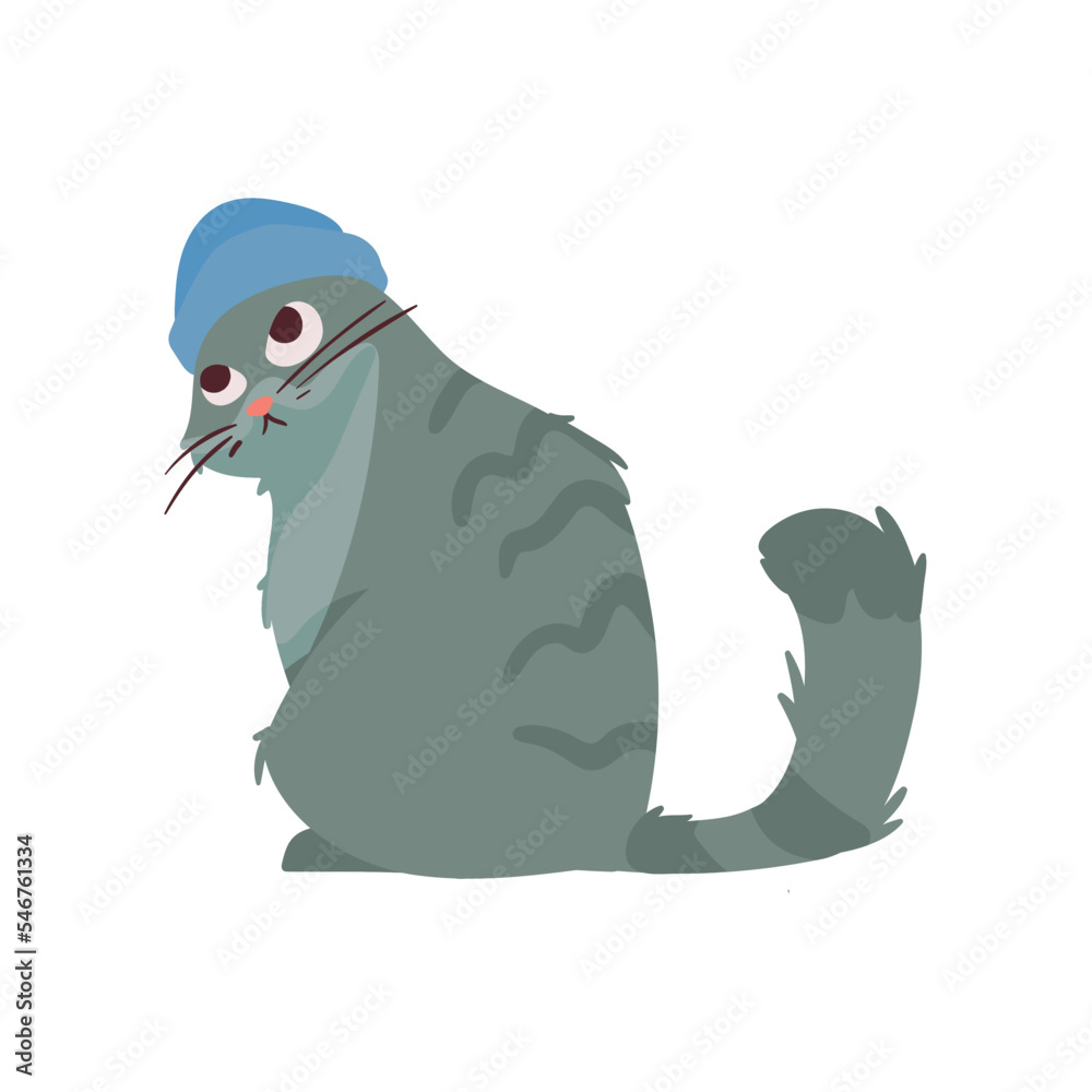 Obraz premium cute little gray cat