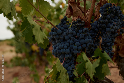 Local agriculture Winery photo