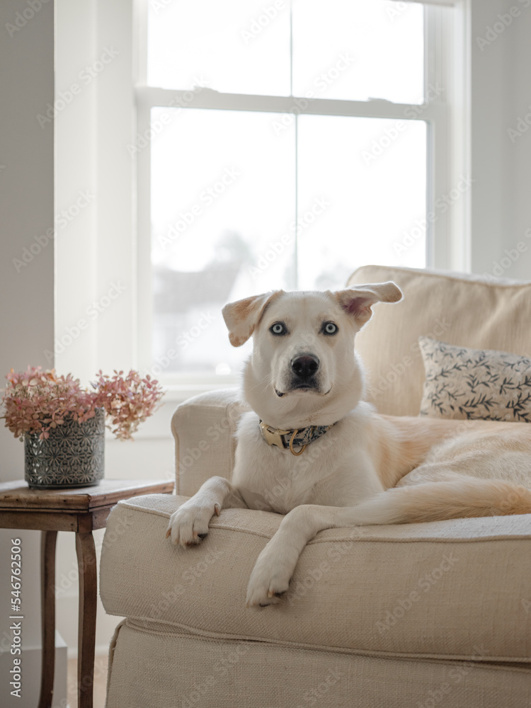 White large dog sitting on living room chair White large dog sitting on living room chair