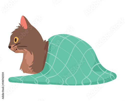 cute cat with blanket