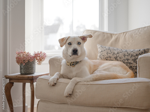 White large dog sitting on living room chair photo