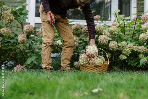 Young man cutting panicle hydrangeas in his front garden photo