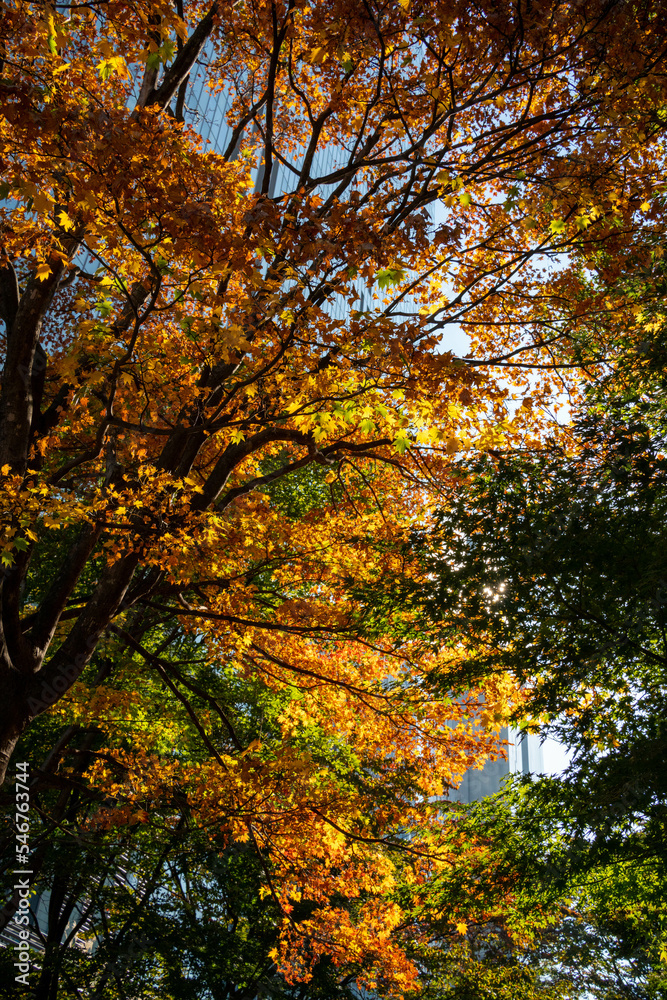 Fototapeta premium Early Autumn in Down town district of Shinagawa, Tokyo with green and eco designed city.