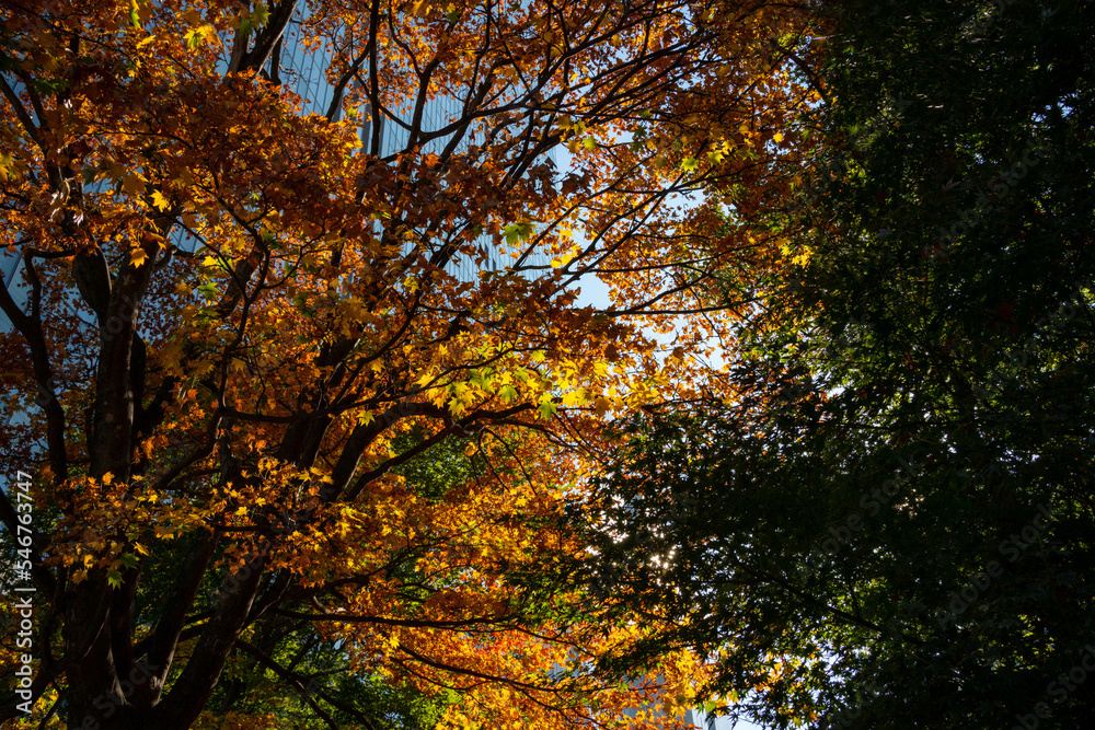 Early Autumn in Down town district of Shinagawa, Tokyo with green and eco designed city.