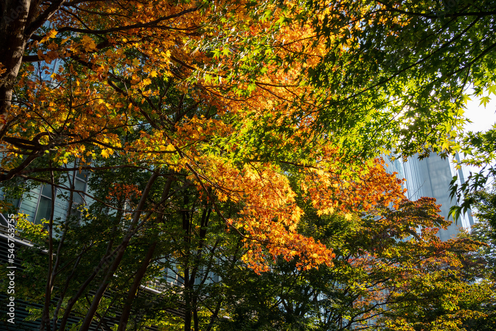 Early Autumn in Down town district of Shinagawa, Tokyo with green and eco designed city. Early Autumn in Down town district of Shinagawa, Tokyo with green and eco designed city.
