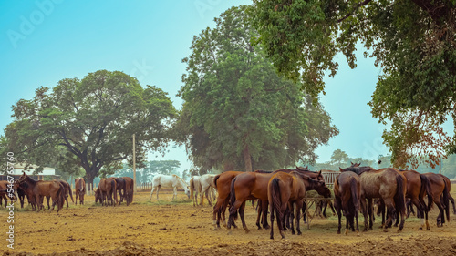 Horses grazing in field in evening. Many horses on pasture in sunset light. Majestic brown horses pasturing in warm spring sunshine. Herd of horses eating grass and straw in field. Animals and food.