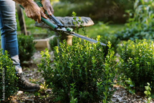 middle aged woman trimming boxwood