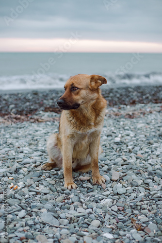 Portrait of a homeless mongrel photo