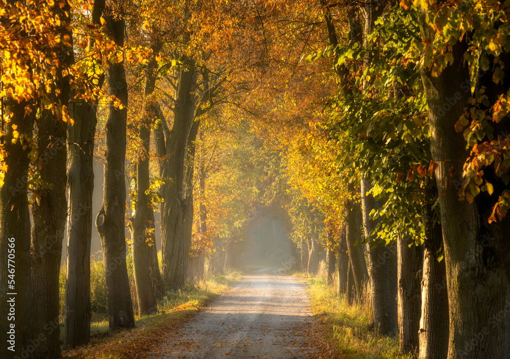 Naklejka premium autumn morning in old trees avenue