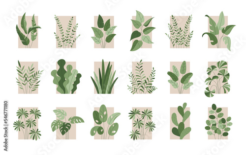 Vector set of botanical illustrations in flat style with frame. Isolated template of green cactus, monstera leaves, fern, ficus, zamioculcas with outline. Bush, branches of plants. Line art
