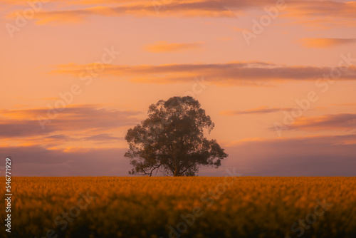 A landscape shot with a tree among the canola fields.