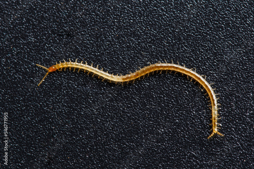 Leinwand Poster Soil centipede, Geophilomorpha on grainy black background, these animals are pre