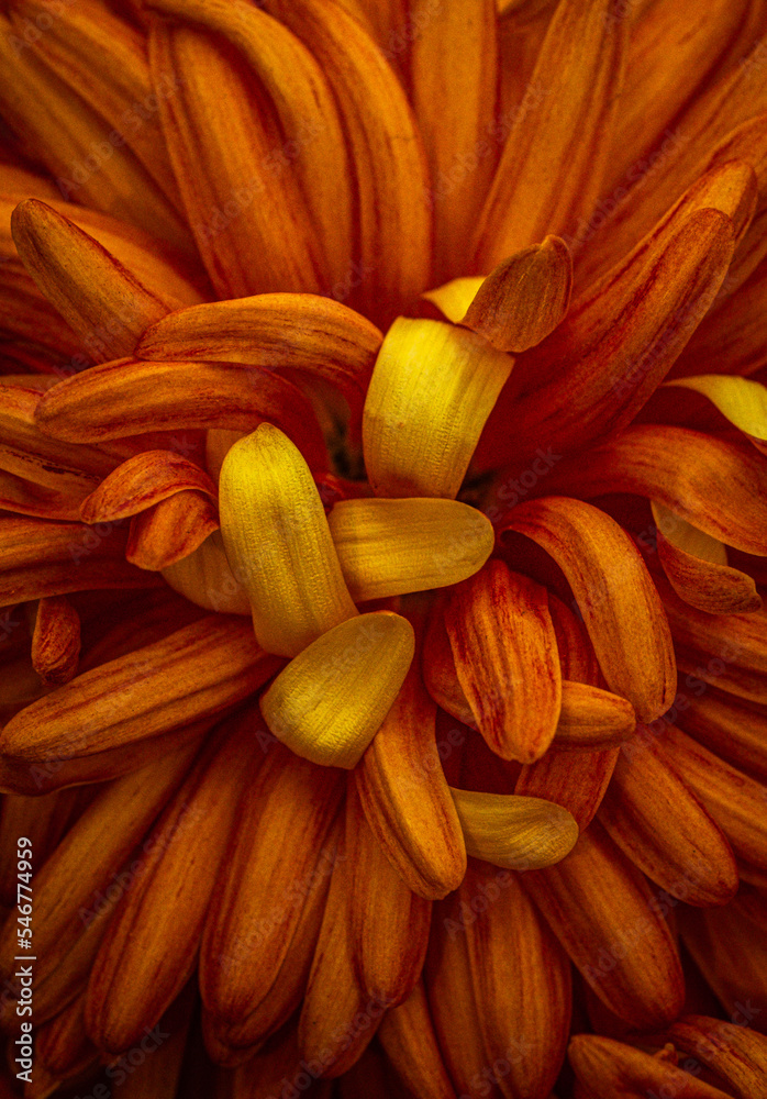 orange chrysanthemum Stock Photo | Adobe Stock