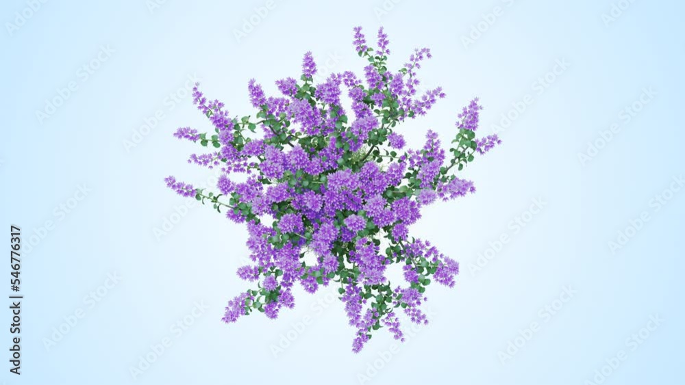 Cenizo flower on a white background 3D animation, Flowering shrubs animate in the wind on white background with alpha matt 3D virtual tree. Separated with alpha channels. Top View Camera Cenizo flower on a white background 3D animation, Flowering shrubs animate in the wind on white background with alpha matt 3D virtual tree. Separated with alpha channels. Top View Camera
