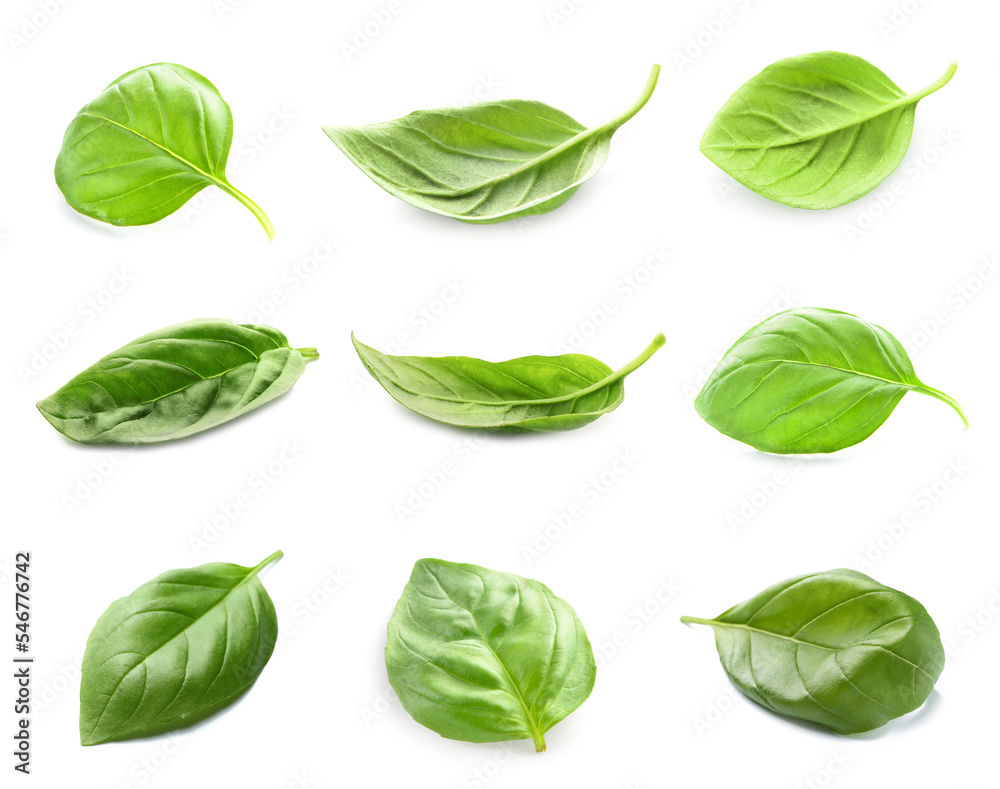 Set of fresh basil leaves isolated on white Set of fresh basil leaves isolated on white