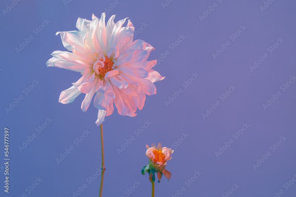 two white Dahlias of different size and shape two white Dahlias of different size and shape