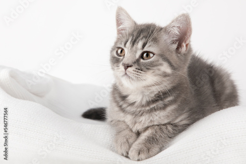 gray kitten with yellow eyes lies on a light background