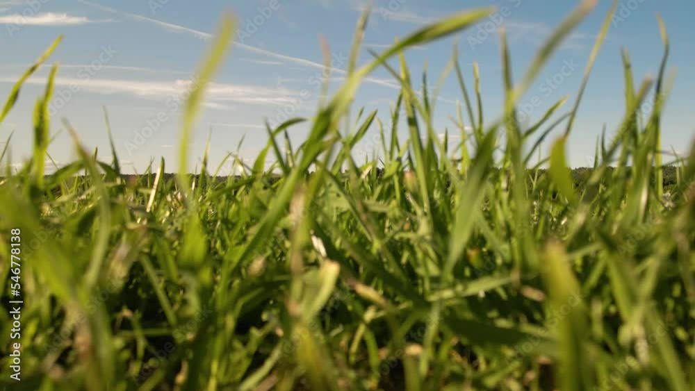 close up shot of high grass blown by the wind close up shot of high grass blown by the wind