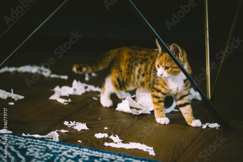 Kitten destroying a roll of toilet tissue. photo