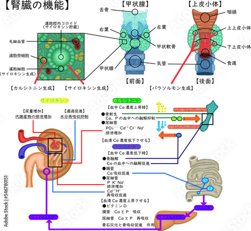 甲状腺の構造と機能