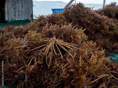 Kappaphycus seaweed algae plant crop tied to ropes for planting photo
