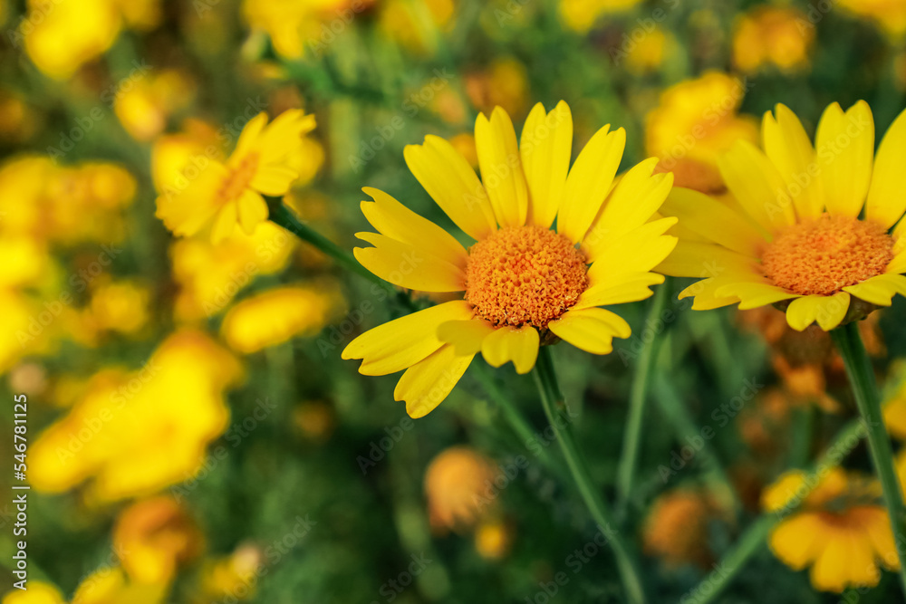 Fototapeta premium Beautiful yellow flowers in garden