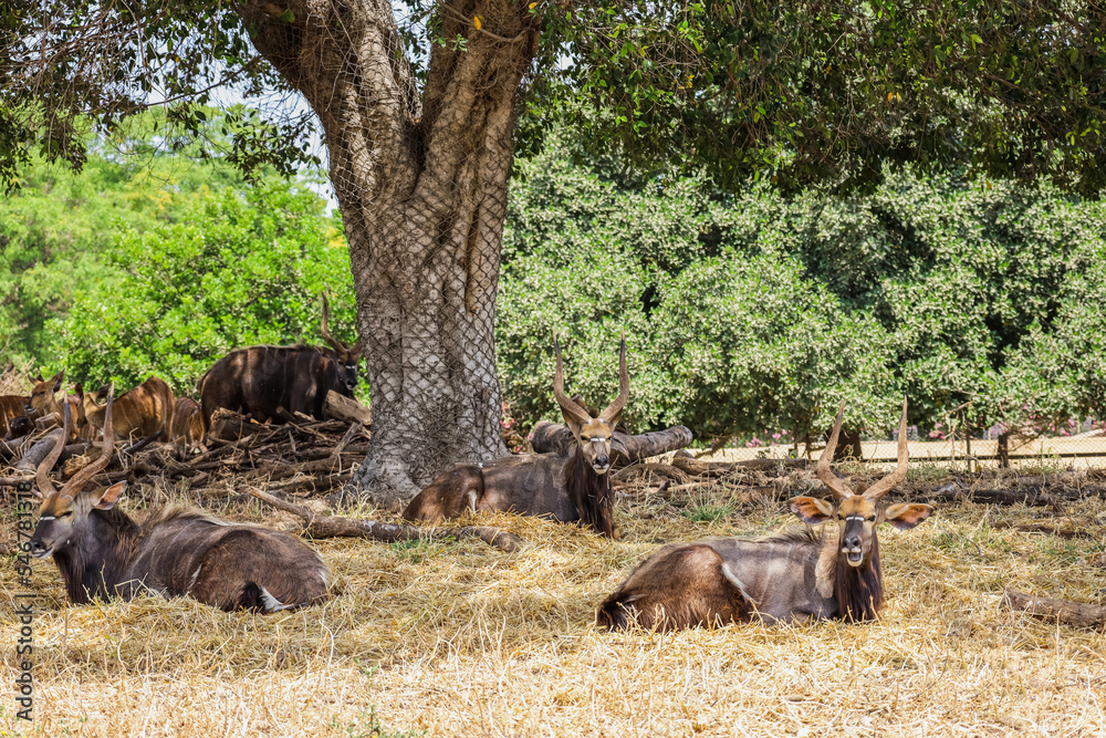 Greater kudu antelopes (Tragelaphus strepsiceros) in safari park Greater kudu antelopes (Tragelaphus strepsiceros) in safari park