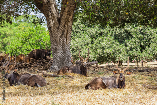 Greater kudu antelopes (Tragelaphus strepsiceros) in safari park