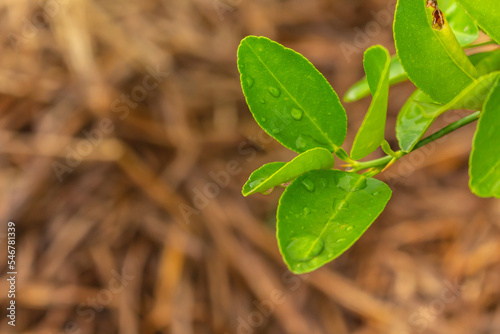 Dew on leaves or raindrops on leaves after the rain has stopped