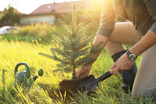 Fotografie, Tablou Man planting conifer tree in countryside on sunny day, closeup