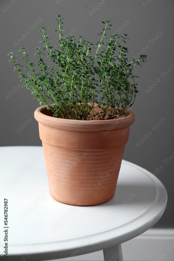 Aromatic green potted thyme on white table against grey wall